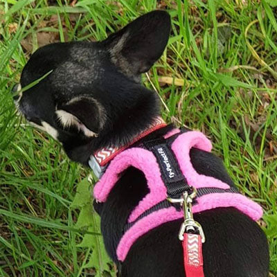 Tiny PerfectFit Complete Harness 3-4 for Chihuahuas and Toy Dogs 28-36cm Chest 9 COLOURS Chihuahua Clothes and Accessories at My Chi and Me