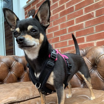 15mm PerfectFit Complete Harness XXS-XXS-XS for Medium Chihuahuas and Toy Breeds 32-40cm Chest * COLOURS Chihuahua Clothes and Accessories at My Chi and Me