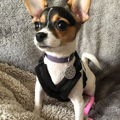 Tiny PerfectFit Complete Harness 1-2 for Chihuahua Puppies and Tiny Chihuahuas 24-30cm Chest 10 COLOURS