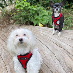 Puppia Soft Mesh Small Dog Harness A Red and Black 4 Sizes