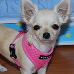 Puppia Soft Mesh Chihuahua Small Dog Harness A Pink 3 Sizes Chihuahua Clothes and Accessories at My Chi and Me