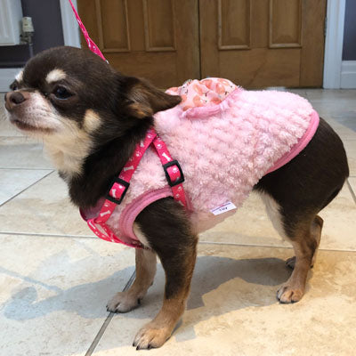 Chihuahua Puppy or Small Chihuahua Harness and Lead Set Paws & Bones Red Light Weight Webbing Chihuahua Clothes and Accessories at My Chi and Me