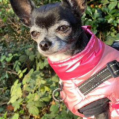 Trekker Premium Sakura Small Dog Coat Inbuilt Harness Pink