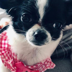 Puppia Vivian Chihuahua Small Dog Harness A Pink 3 Sizes