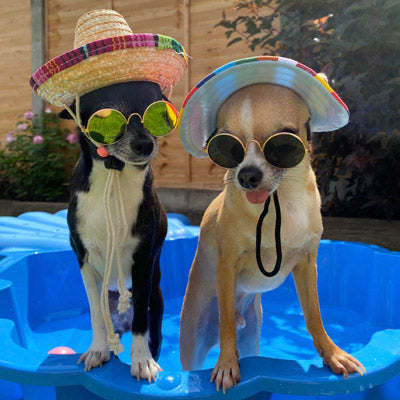 Small Dog Chihuahua Mexican Sombrero Hat Chihuahua Clothes and Accessories at My Chi and Me