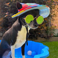 Small Dog Sunglasses Chihuahuas Shades 8 COLOURS