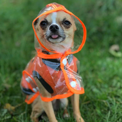 Orange Edged Waterproof Raincoat for Chihuahuas and Small Dogs - 4 SIZES