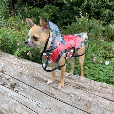 Waterproof Raincoat for Chihuahuas and Small Dogs Black Trim 5 Sizes