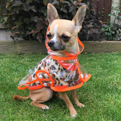 Orange Edged Waterproof Raincoat for Chihuahuas and Small Dogs - 3 SIZES Chihuahua Clothes and Accessories at My Chi and Me