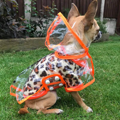 Orange Edged Waterproof Raincoat for Chihuahuas and Small Dogs - 3 SIZES Chihuahua Clothes and Accessories at My Chi and Me