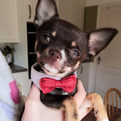 Bow Tie and Collar for Chihuahuas and Small Dogs Red