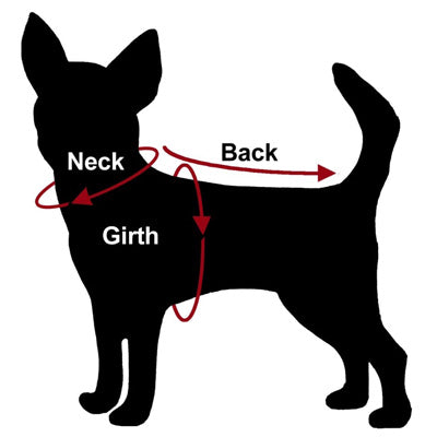 Chihuahua small dog size guide