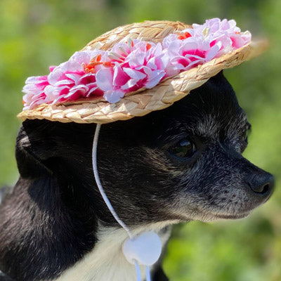 Floral Straw Sun Hat for Chihuahua Small Dog or Puppy Chihuahua Clothes and Accessories at My Chi and Me