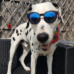 Large Sunglasses for Medium Sized Dogs Black or Mirrored