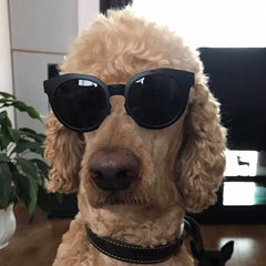 Large Sunglasses for Medium Sized Dogs Black or Mirrored