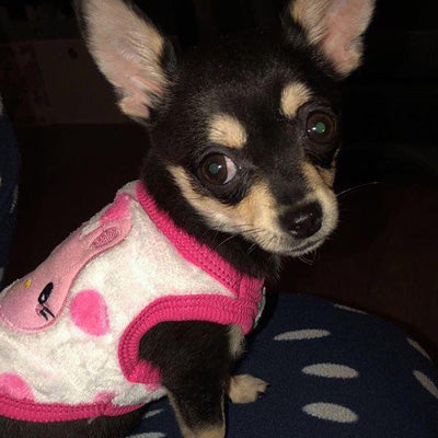 Chihuahua Puppy Fluffy Pink Spot Vest with Bunny Motif 5 Sizes - My Chi and Me