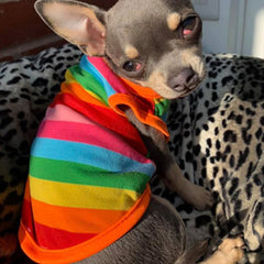 Chihuahua or Small Dog Rainbow Striped Pride T Shirt 