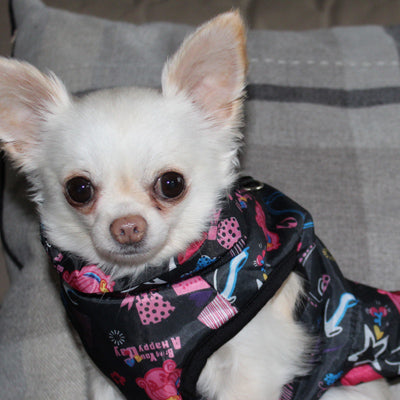 Padded Small Dog Chihuahua Gilet Coat Stars & Hearts - My Chi and Me