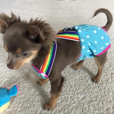 Chihuahua Season Pants Sanitary Dungarees Menstruation Knickers with Braces 5 COLOURS Chihuahua Clothes and Accessories at My Chi and Me