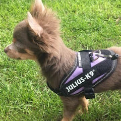 Julius K9 IDC Powerharness for Puppies and Chihuahuas Purple - My Chi and Me