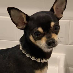 Chihuahua Bling Necklace Small Dog Faux Pearl and Diamante Starlight Collar Chihuahua Clothes and Accessories at My Chi and Me