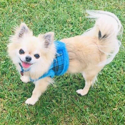 Urban Pup Faux Fur Lined Tartan Small Dog Vest Harness Blue - My Chi and Me