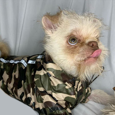 Urban Pup Rainstorm Chihuahua or Small Dog Coat Camouflage