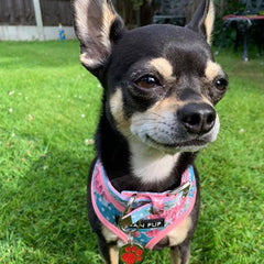 Vintage Rose Floral Collar by Urban Pup Chihuahua Clothes and Accessories at My Chi and Me