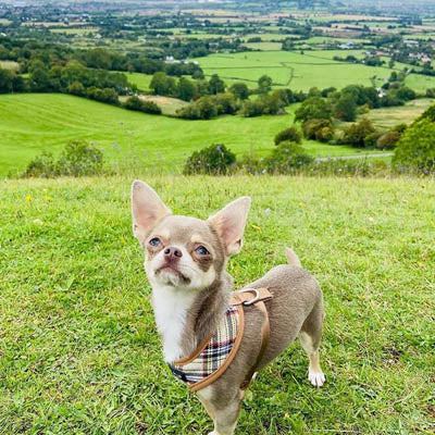 Brown Tartan Harness by Urban Pup - My Chi and Me