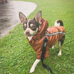 Urban Pup Chihuahua Puppy Chihuahua or Small Dog Coat Bronze Rainstorm Jacket Chihuahua Clothes and Accessories at My Chi and Me