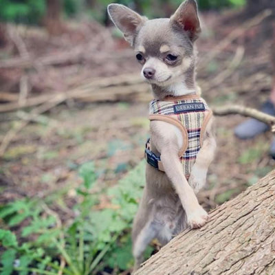 Brown Tartan Harness by Urban Pup - My Chi and Me