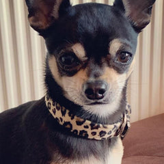 Leopard Print Collar by Urban Pup Chihuahua Clothes and Accessories at My Chi and Me