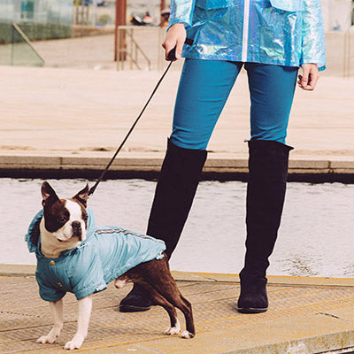 Urban Pup Chihuahua Puppy Chihuahua or Small Dog Coat Teal Rainstorm Jacket Chihuahua Clothes and Accessories at My Chi and Me
