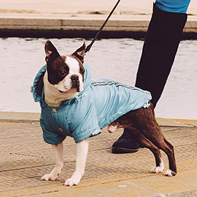 Urban Pup Chihuahua Puppy Chihuahua or Small Dog Coat Teal Rainstorm Jacket
