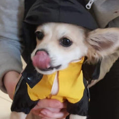 Urban Pup Chihuahua Puppy Chihuahua or Small Dog Black & Yellow Trailfinder Windbreaker Jacket Chihuahua Clothes and Accessories at My Chi and Me