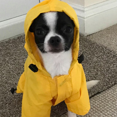 Urban Pup Chihuahua Puppy Chihuahua or Small Dog Yellow Explorer Raincoat Chihuahua Clothes and Accessories at My Chi and Me