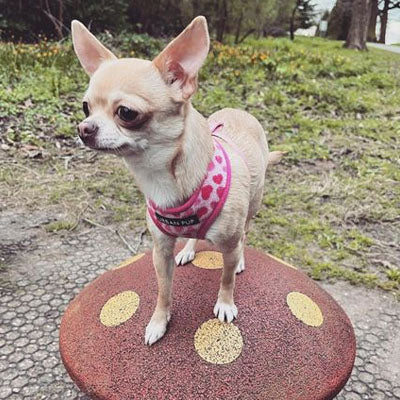 Urban Pup Pink Hearts Harness