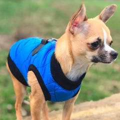 Water Resistant Padded Quilted Blue Dog Gilet Chihuahua Clothes and Accessories at My Chi and Me