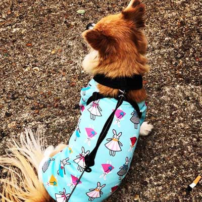 Small Dog  Chihuahua Pyjamas Onesie Style Bunny Print Cotton Aqua Premium Quality - My Chi and Me