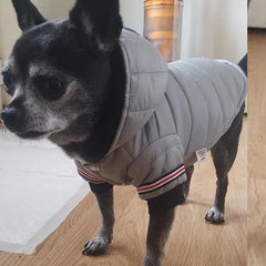 Lightweight Sporty Padded Unisex Chihuahua Puppy or Small Dog Hooded Coat Silver Grey - My Chi and Me