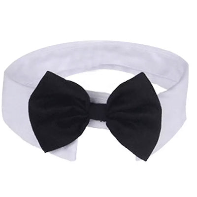 Bow Tie and Dress Shirt Collar for Chihuahuas and Small Dogs Black Chihuahua Clothes and Accessories at My Chi and Me