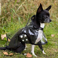 Black Edged Waterproof Raincoat for Chihuahuas and Small Dogs - 4 SIZES