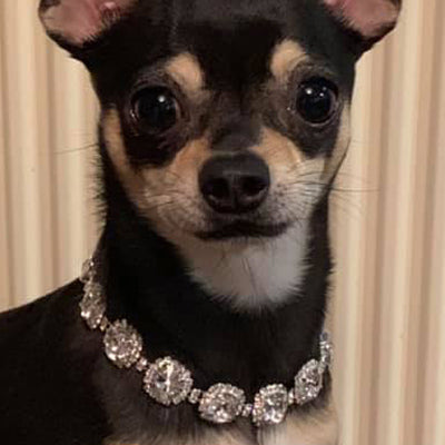 Chihuahua Bling Necklace Small Dog Swarovski Crystal Collar 2 SIZES Chihuahua Clothes and Accessories at My Chi and Me