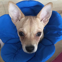 Post Surgery Soft Protective Flower Collar Blue - My Chi and Me