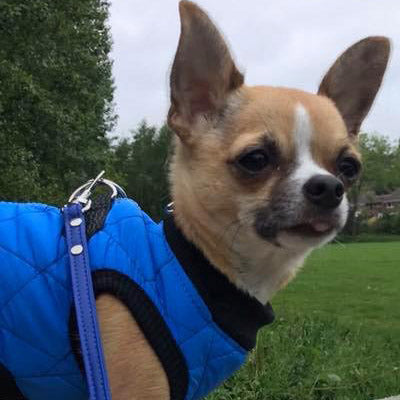 Water Resistant Padded Quilted Blue Dog Gilet Chihuahua Clothes and Accessories at My Chi and Me