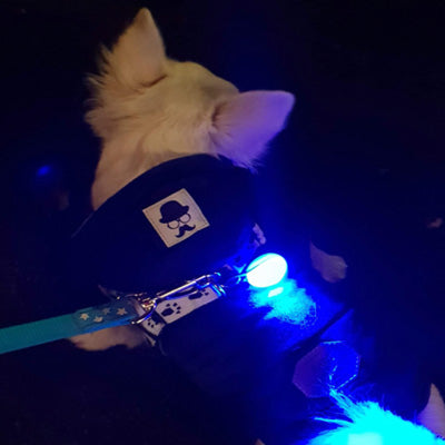 LED Flashing Small Dog Collar or Chihuahua Harness Light Battery Operated 9 COLOURS - My Chi and Me