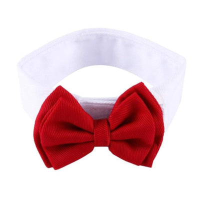 Bow Tie and Dress Shirt Collar for Chihuahuas and Small Dogs Red - My Chi and Me