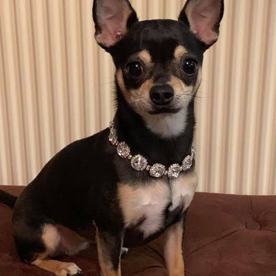 Chihuahua Bling Necklace Small Dog Swarovski Crystal Collar 2 SIZES Chihuahua Clothes and Accessories at My Chi and Me