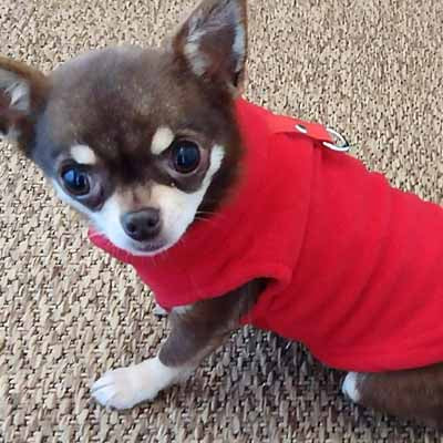 Chihuahua or Small Dog Fleece Jumper with D Rings For Leash Red