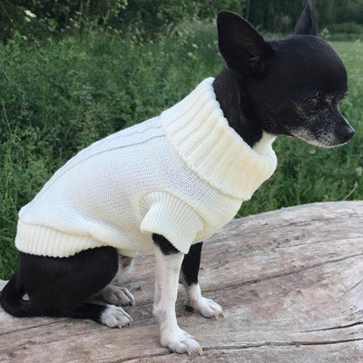 Small Dog Soft Cream Cable Knit Chihuahua Puppy Jumper 5 SIZES Chihuahua Clothes and Accessories at My Chi and Me